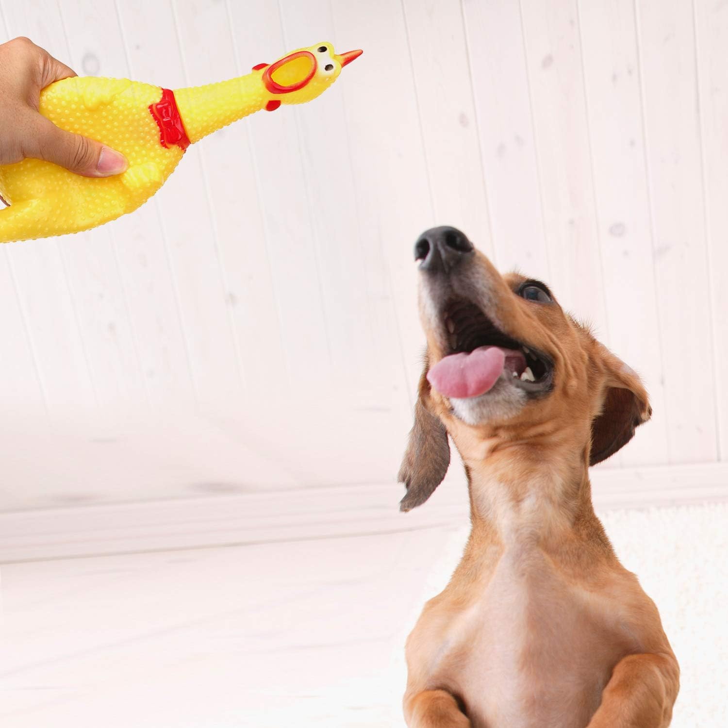 LEGEND SANDY Screaming Chicken,Yellow Rubber Squaking Chicken Toy Novelty and Durable Rubber Chicken for Kids and Dogs,Rubber Chickens Value 3 Pack